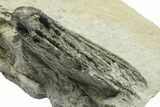Fossil Crinoid (Agaricocrinus) - Crawfordsville, Indiana #269915-2